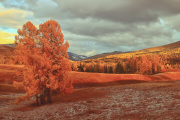 如何去除虾头上的黑色物