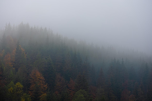 光遇蝴蝶结先祖复刻兑换一览